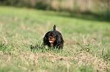 CAVALIER KING CHARLES 705